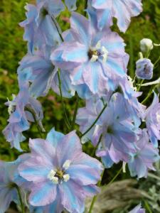 Karen's flowers (Photo by Karen Halsted)