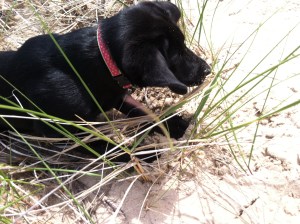 Digging in the dune (10 weeks)