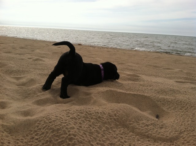 Gidget Goes to the beach (8 weeks)