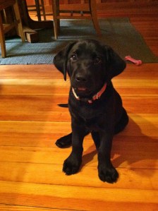 Pink puppy collar (9 weeks)