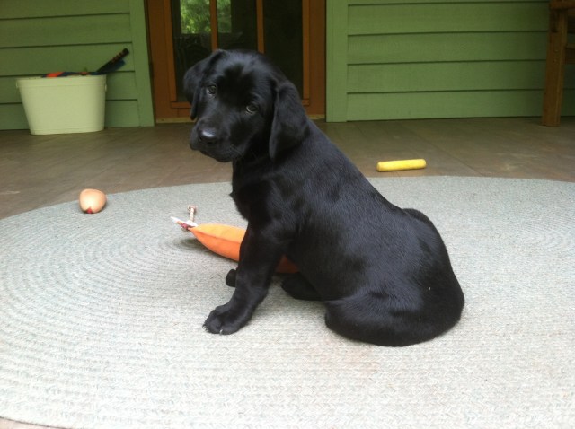 FourLeaf's Surfer Girl, aka Gidget - 7 weeks old
